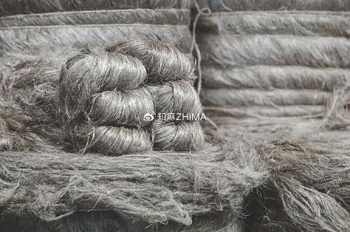 知訊024 2024年歐洲亞麻收成前景樂觀，利好針紡織品產業